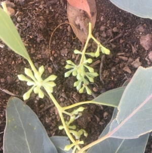 Eucalyptus polyanthemos at Hackett, ACT - 23 Jan 2021