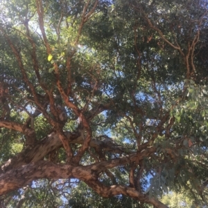 Eucalyptus polyanthemos at Mount Ainslie - 23 Jan 2021