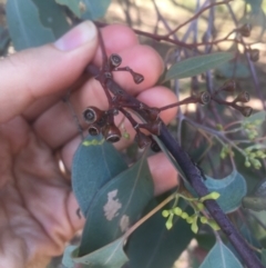 Eucalyptus polyanthemos (Red Box) at Hackett, ACT - 23 Jan 2021 by alex_watt