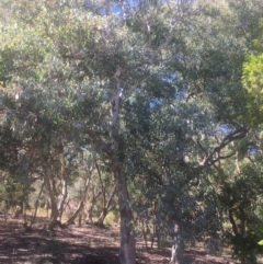 Eucalyptus polyanthemos at Hackett, ACT - 23 Jan 2021