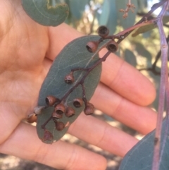 Eucalyptus polyanthemos at Mount Ainslie - 23 Jan 2021