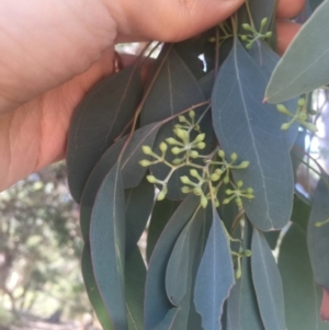 Eucalyptus polyanthemos at Mount Ainslie - 23 Jan 2021