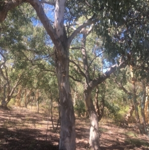 Eucalyptus polyanthemos at Mount Ainslie - 23 Jan 2021