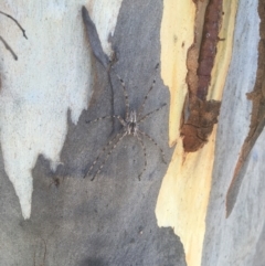Unidentified Huntsman spider (Sparassidae) (TBC) at Majura, ACT - 22 Jan 2021 by alex_watt