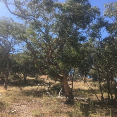 Eucalyptus polyanthemos (Red Box) at Majura, ACT - 22 Jan 2021 by alexwatt