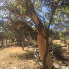 Eucalyptus polyanthemos at Majura, ACT - 23 Jan 2021