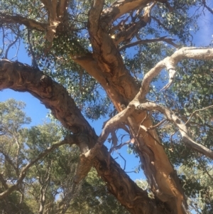 Eucalyptus polyanthemos at Majura, ACT - 23 Jan 2021