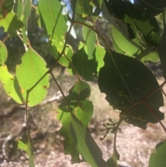 Eucalyptus polyanthemos at Mount Ainslie - 23 Jan 2021