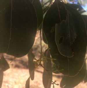 Eucalyptus polyanthemos at Mount Ainslie - 23 Jan 2021