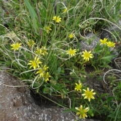 Ranunculus papulentus (Large River Buttercup) at Maffra, NSW - 14 Nov 2020 by AndyRussell