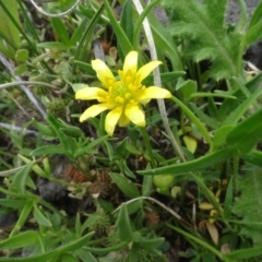 Ranunculus papulentus at Maffra, NSW - 14 Nov 2020