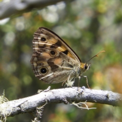 Heteronympha cordace (Bright-eyed Brown) at Namadgi National Park - 25 Jan 2021 by MatthewFrawley