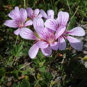 Pelargonium sp. Striatellum (G.W.Carr 10345) G.W.Carr at Maffra, NSW - 14 Nov 2020