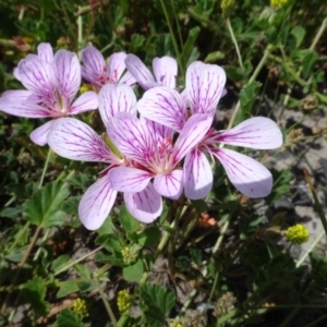 Pelargonium sp. Striatellum (G.W.Carr 10345) G.W.Carr at Maffra, NSW - 14 Nov 2020