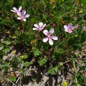 Pelargonium sp. Striatellum (G.W.Carr 10345) G.W.Carr at Maffra, NSW - 14 Nov 2020