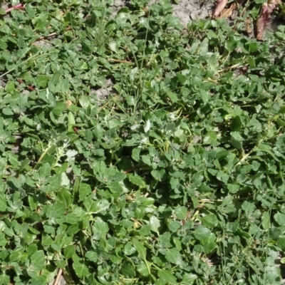 Sida corrugata at Maffra, NSW - 14 Nov 2020 by AndyRussell