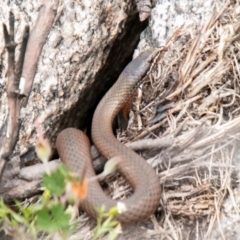 Drysdalia coronoides (White-lipped Snake) at Namadgi National Park - 26 Jan 2021 by SWishart