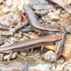 Pseudemoia entrecasteauxii (Woodland Tussock-skink) at Cotter River, ACT - 26 Jan 2021 by SWishart