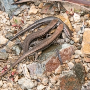 Pseudemoia entrecasteauxii at Cotter River, ACT - 26 Jan 2021 01:21 PM