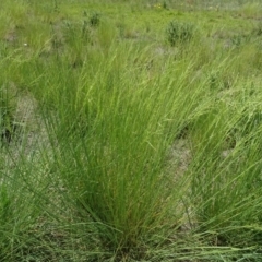 Puccinellia (genus) (A Salt Grass) at Maffra, NSW - 14 Nov 2020 by AndyRussell