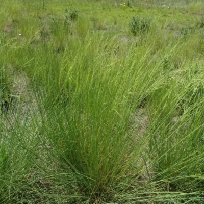 Puccinellia (genus) (A Salt Grass) at Maffra, NSW - 14 Nov 2020 by AndyRussell