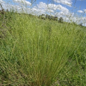 Puccinellia sp. at Maffra, NSW - 14 Nov 2020