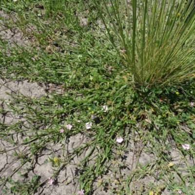 Convolvulus angustissimus subsp. angustissimus (Australian Bindweed) at Maffra, NSW - 14 Nov 2020 by AndyRussell