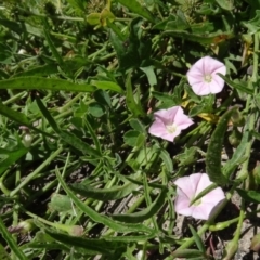 Convolvulus angustissimus subsp. angustissimus at Maffra, NSW - 14 Nov 2020