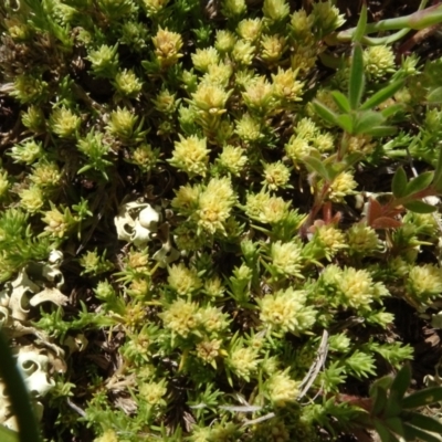 Scleranthus diander (Many-flowered Knawel) at Maffra, NSW - 14 Nov 2020 by AndyRussell