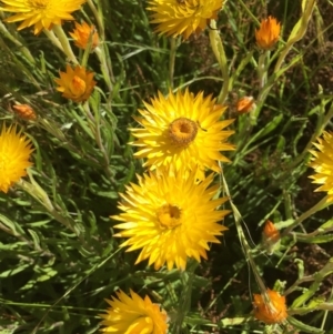 Xerochrysum subundulatum at Kosciuszko National Park, NSW - 24 Jan 2021 09:37 AM