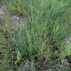 Schoenoplectus pungens (Common Three-Square) at Maffra, NSW - 14 Nov 2020 by AndyRussell