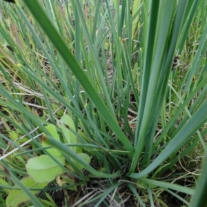 Schoenoplectus pungens at Maffra, NSW - 14 Nov 2020