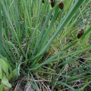 Schoenoplectus pungens at Maffra, NSW - 14 Nov 2020