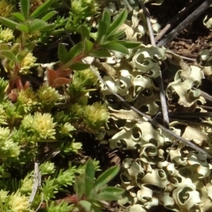 Xanthoparmelia semiviridis at Maffra, NSW - 14 Nov 2020