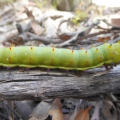 Opodiphthera eucalypti (Emperor Gum Moth) at Bolaro, NSW - 20 Jan 2021 by DavidMcKay