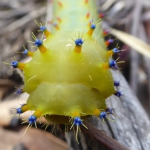 Opodiphthera eucalypti at Bolaro, NSW - 20 Jan 2021