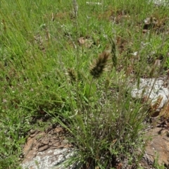 Enneapogon nigricans (Nine-awn Grass, Bottlewashers) at Maffra, NSW - 14 Nov 2020 by AndyRussell