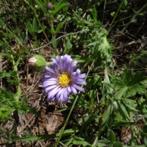 Calotis glandulosa at Maffra, NSW - 14 Nov 2020