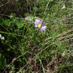 Calotis glandulosa at Maffra, NSW - 14 Nov 2020