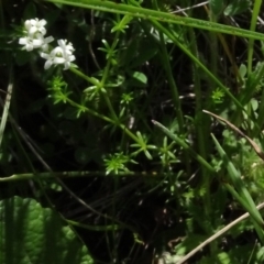 Asperula conferta (Common Woodruff) at Maffra, NSW - 14 Nov 2020 by AndyRussell