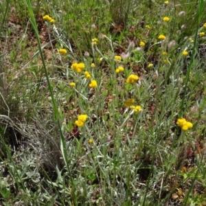 Chrysocephalum apiculatum at Maffra, NSW - 14 Nov 2020