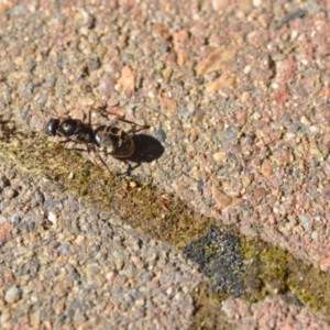 Iridomyrmex purpureus at Wamboin, NSW - 3 Nov 2020 12:10 PM