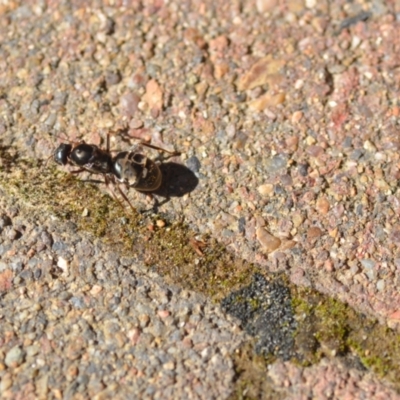 Iridomyrmex purpureus (Meat Ant) at Wamboin, NSW - 3 Nov 2020 by natureguy