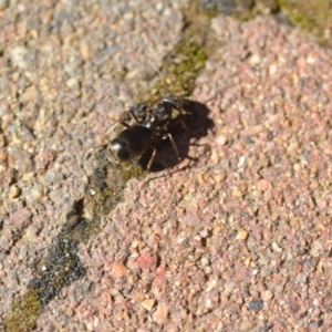 Iridomyrmex purpureus at Wamboin, NSW - 3 Nov 2020 12:10 PM