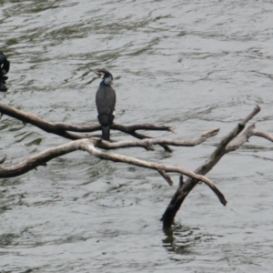 Phalacrocorax carbo at Lake Hume Village, NSW - 25 Jan 2021 01:34 PM