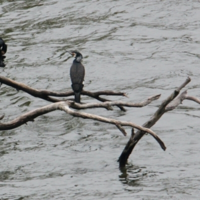 Phalacrocorax carbo (Great Cormorant) at Lake Hume Village, NSW - 25 Jan 2021 by PaulF