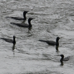 Phalacrocorax sulcirostris (Little Black Cormorant) at Albury - 25 Jan 2021 by PaulF