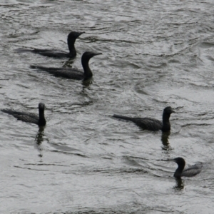 Phalacrocorax sulcirostris at Lake Hume Village, NSW - 25 Jan 2021 01:41 PM