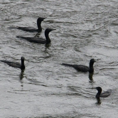 Phalacrocorax sulcirostris (Little Black Cormorant) at Lake Hume Village, NSW - 25 Jan 2021 by PaulF