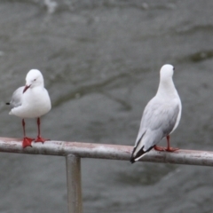 Chroicocephalus novaehollandiae (Silver Gull) at Albury - 25 Jan 2021 by PaulF